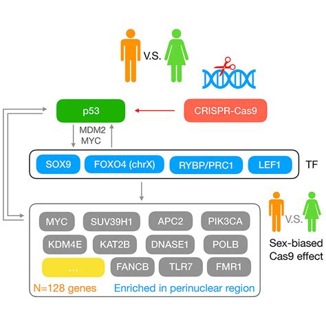 CRISPR-Cas9 Breakthroughs: Exploring the Latest Innovations and Applications in Gene Editing for Biotechnology Advancements