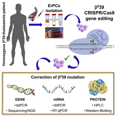 CRISPR-Cas9 Breakthroughs: Exploring the Latest Innovations and Applications in Gene Editing for Biotechnology Advancements