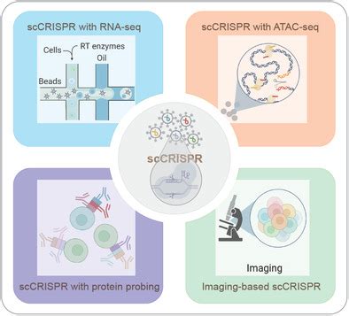 Exploring CRISPR Genome Editing: Revolutionary Advances, Applications, and Ethical Considerations in Biotechnology