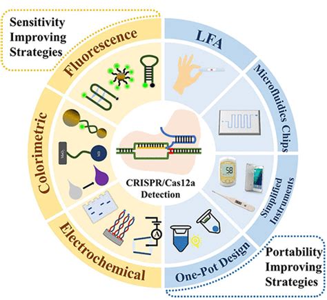 Exploring CRISPR Genome Editing: Revolutionary Advances, Applications, and Ethical Considerations in Biotechnology