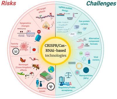 Exploring CRISPR Genome Editing: Revolutionary Advances, Applications, and Ethical Considerations in Biotechnology