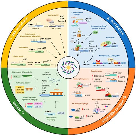 Understanding GMO: Exploring the Meaning, Benefits, and Controversies of Genetically Modified Organisms in Modern Biotechnology