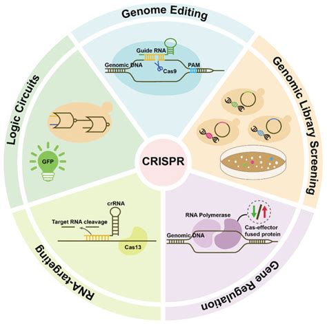 Genetic Engineering in Food: Exploring the Benefits, Risks, and Future of Biotech-Enhanced Agriculture